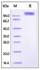Human PDGFRB, Fc Tag on SDS-PAGE under reducing (R) condition. The gel was stained overnight with Coomassie Blue. The purity of the protein is greater than 95%.